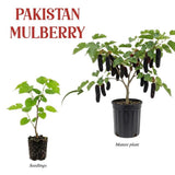 Pakistan Mulberry Fruit Plant Live 6-8 Inches Tall