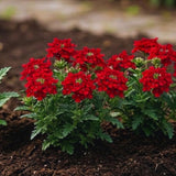 3 Red Live Verbena Plants