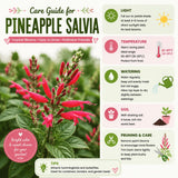 Pineapple Salvia Sage Live Plant, 2-3 Inch Tall