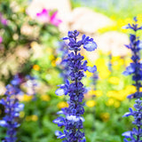 4 Dark Blue Sage Plants Live, Well-Rooted Starter Plant, 4-6 Inch Tall