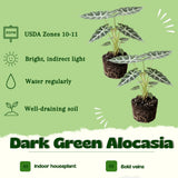2 Dark Green Alocasia Live Plants, Alocasia Indoor Housplant, 4-6 Inch Tall