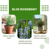 3 Rosemary Plants, Fragrant Herbs, Live Starter Plant, 4-6 Inch Tall