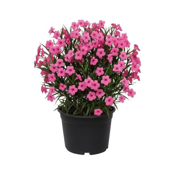 6 Pink Mexican Petunia Flower Live Plants, Flowering Plant, 4-6 Inch Tall