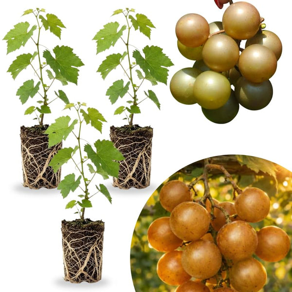 3 Muscadine Grape Plants Live for Planting, Starter Plants, 3-5" Tall, No Pot, Cold Hardy, Tree Grape Vines Fruit for Spring Growing (Bronze)