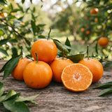 Orange Tangerine Live Tree, Hardy Garden Plant, 1 Gallon Pot