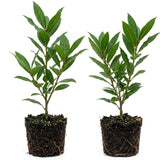 2 Laurus Nobilis Live Plants, Bay Leaf Herb Tree, 4-7 Inch Tall