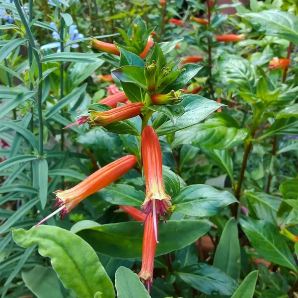2 Orange Yellow Cuphea Live Plants, 4-6 Inch Tall