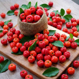2 Barbados Cherry Fruit Trees Live Plants, Sweet Fruit Tree, 4-6 Inch Tall