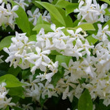 White Star Jasmine Plant Live, 10 Inch Tall, 3 Inch Pot
