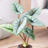 2 Silver Alocasia Live Plants, Hardy Garden Plant, 4-6 Inch Tall