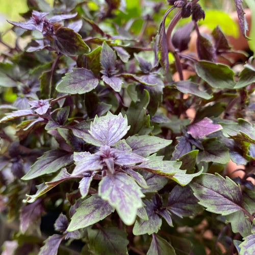 2 African Blue Basil Plants Live, 3-6 Inches Tall