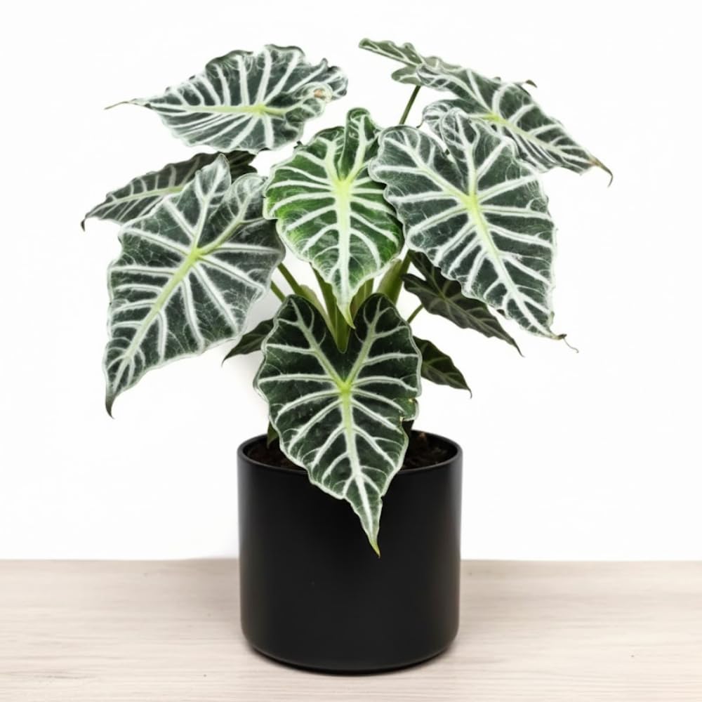 Deep Green Alocasia Live Plant, Rare Tropical Plant, 2-4 Inch Tall