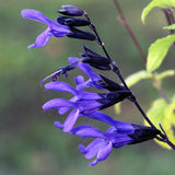 4 Dark Blue Sage Plants Live, Well-Rooted Starter Plant, 4-6 Inch Tall