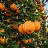 Navel Orange Tree Live Plant, Citrus Orange Fruit Tree, 1 Gallon Pot