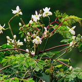 100 + Moringa Seeds, Starter Plant