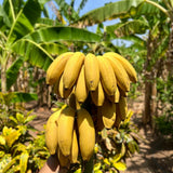 Truly Tiny Banana Tree Live Plant, Home Garden Plant, 4-6 Inch Tall