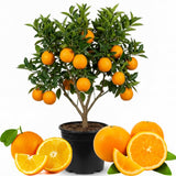 Orange Tree Plant Live, Patio Container Plant, 1-2 Ft Tall, 1 Gallon Pot