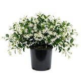 White Star Jasmine Live Plant, 10 Inch Tall, 3 Inch Pot