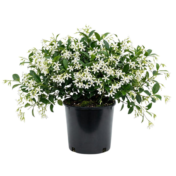 White Star Jasmine Live Plant, 10 Inch Tall, 3 Inch Pot