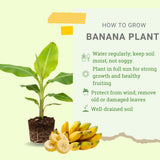 Mysore Banana Plant Live, Sweet Fruit Banana Tree 4-7 Inch Tall