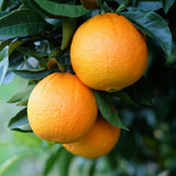 Orange Tree, Patio Container Plant, 1-2 Ft Tall, 1 Gallon Pot