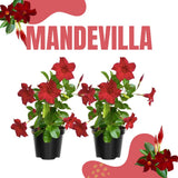 2 Vibrant Red Live Mandevilla Plants, Live Starter Plant, 4-8 Inch Tall