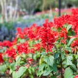4 Red Live Sage Plants, Salvia Plants, Well-Rooted Starter Plant, 4-6 Inch Tall