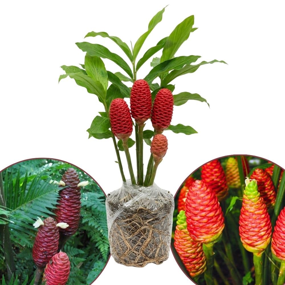 Shampoo Ginger Rhizomes Plant, 3-5 Inch Tall