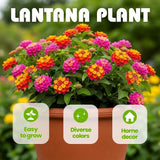 Set 2 Multi-Colored Lantana Live Plant 4-6 Inches Tall