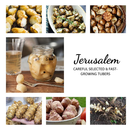 1 Pound Jerusalem Artichoke Tubers, High Yield Sunchoke Roots