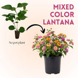 Set 2 Mixed Color Lantana Live Plant 4-6 Inches Tall