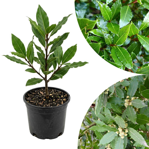 Bay Leaf Live Plant, Starter Plant, 3-5 Inch Tall