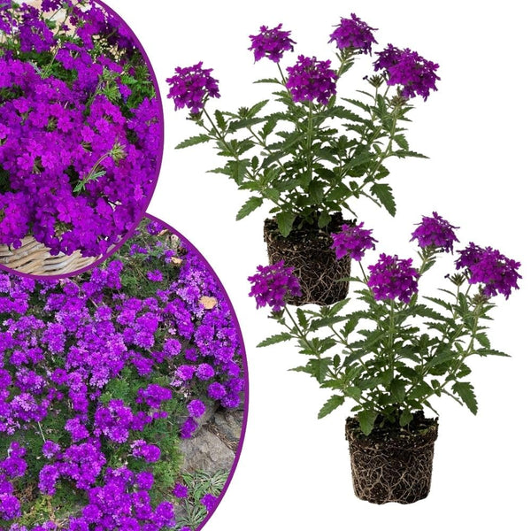 3 Purple Verbena Plants Live 4-7 Inch Tall
