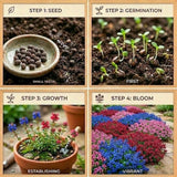 12000 Mix Creeping Thyme Seeds, Perennial Ground Cover Plants