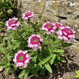 3 Pink Verbena Plants Live, Verbena Flower Plant, 4-6 Inch Tall