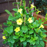 2 Yellow Live Mandevilla Plants, Ready to Grow Plant, 4-6 Inch Tall