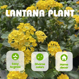 Set 2 Gold Lantana Live Plant 4-6 Inches Tall