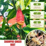Ginger Live Plant, Indoor Outdoor Herb Plant