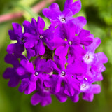 3 Purple Verbena Live Plants