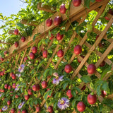 Red Passion Fruit Live Plant, Well-Rooted Starter Plant, 4-6 Inch Tall