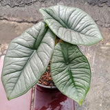 2 Silver Alocasia Live Plants, Hardy Garden Plant, 4-6 Inch Tall