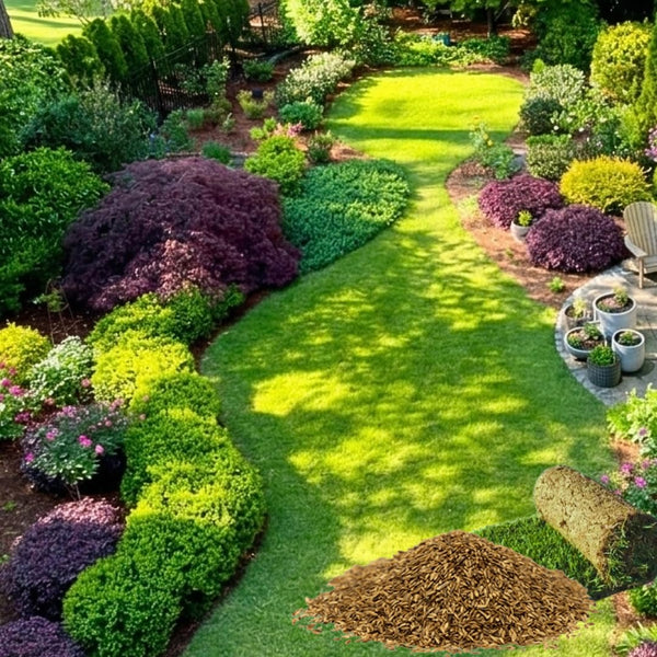 50000 Zoysia Grass Seeds, Indoor Outdoor Plant for Backyard and Landscape Planting
