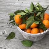 Grafted Satsuma Citrus Tree, Mandarin Orange TRE, 2-3 Ft Tall