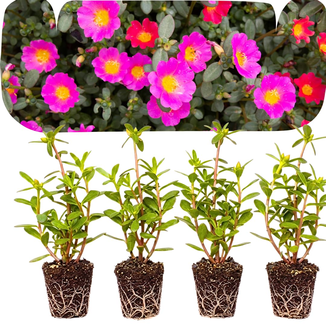 4 Deep Pink Portulaca Plants Live, Moss Rose Flower, Live Starter Plant, 4-7 Inch Tall
