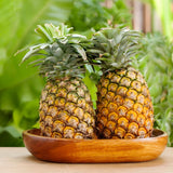 Elite Gold Pineapple Live Plant, Starter Plant, 4-7 Inch Tall
