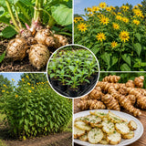 4 Oz Sunchoke Tubers for Planting, Jerusalem Artichoke Roots