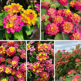 Set 2 Mixed Color Lantana Live Plant 4-6 Inches Tall