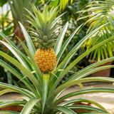 2 Elite Gold Pineapple Live Plants, Sweet Edible Fruit, 4-6 Inch Tall