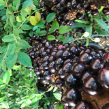 Black Jaboticaba Tree, Live Starter Plant, 1 Ft Tall