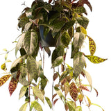 2 Lipstick Plants Live, Trailing Houseplant, 2 Inch Pot